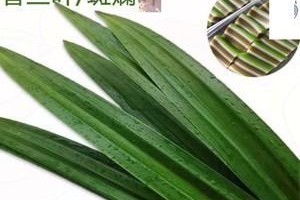 探秘斑斓叶的奇妙世界（一种奇特的植物，超越常规的色彩）