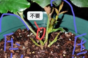 盆栽微型月季的修剪技巧（打造健康美丽的微型月季花盆）