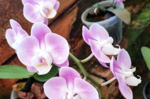 蝴蝶兰肥料施用全解析（如何选购适合蝴蝶兰的肥料？）