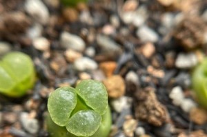 生石花播种后遇阴天应对方法（如何应对阴天对生石花生长的影响）