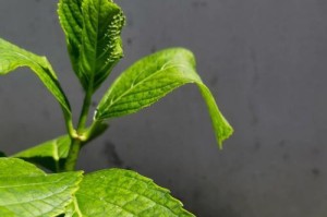 铁树叶子变软的处理方法（如何有效防止铁树叶子变软）