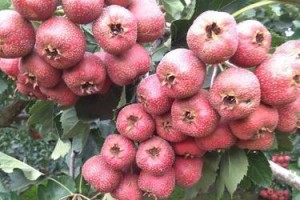 山楂的耐寒能力及适应气候条件（探究山楂在不同气候条件下的生长特点和生理机制）