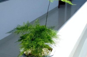 文竹花养护指南（打造美丽室内绿色空间，从养文竹花开始）