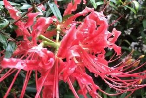 打造美丽花园之彼岸花配土方法与种植土壤（如何选购适宜的彼岸花种植土壤？）