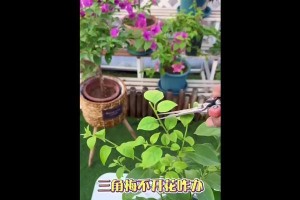 八月份三角梅怎样管理开花多？（打造丰盛花期的八月份三角梅管理技巧）