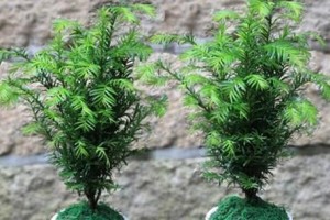 红豆杉的生长条件与适宜温度（探讨红豆杉在不同温度环境下的生长特点与适应性）
