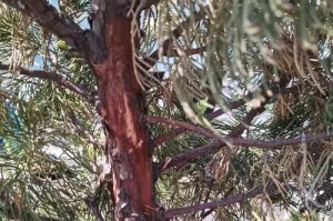 侧柏是被子植物吗？（探究侧柏的分类归属）