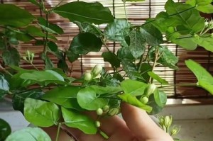 如何处理茉莉花发黄的问题（茉莉花发黄的原因及解决方法）