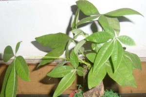 发财树果实有毒吗？了解真相，避免误食！（探究发财树果实的成分、毒性及误区）