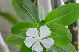 碧玉花的养殖全攻略（打造家中美丽的绿色角落，从养碧玉花开始）