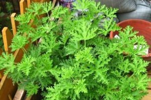 冬天情人草的栽种与护理技巧（打造冬季花园的瑰丽之选——冬天情人草）