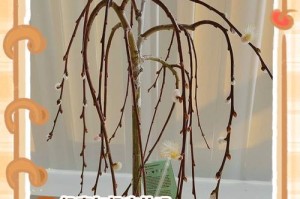 大修剪后的植物养护指南（如何正确保养修剪过的植物）
