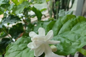 茉莉的养护秘籍（如何正确地照顾刚收到的茉莉）