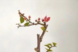 三角梅的生长周期（从种植到盛开，生命之花的轨迹）