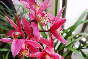 红色花卉开放时间解析（红色花卉的开放时间与生长环境相关）
