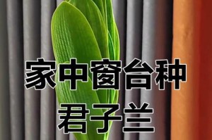 东北室内君子兰的养护与管理（打造健康繁盛的君子兰花园）