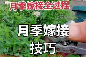 月季的嫁接技术与方法（探索月季嫁接的步骤与技巧，助您打造美丽的花园）