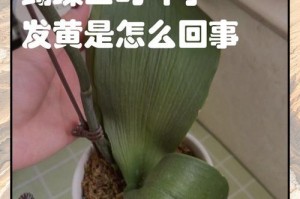 马蹄莲叶子发黄的原因与治疗方法（保持充足水分是关键，有效控制病虫害）