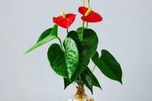 掌中宝（掌中宝）
