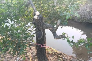 如何合适地剪枝九里香？（九里香的剪枝时间、剪枝工具、剪枝方法等详解）