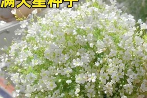 满天星花开绚烂，如何打造花海奇观（种植技巧与赏花指南）