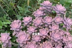 阿伦培多肉耐寒吗？阿伦培冬天怎么养？（阿伦培的特点、适应环境及冬季养护技巧）