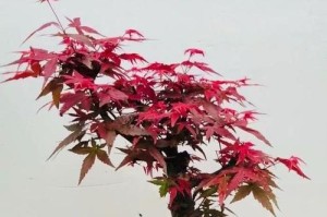 红枫盆栽指南（打造自家私人枫林，了解红枫盆栽的全过程）