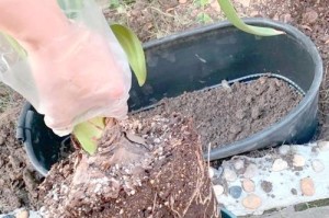 如何种植对顶红花？（全面指南教你轻松种植对顶红花）