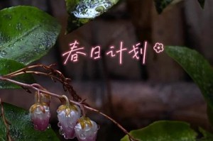 雨水浇茶花的效果及方法（善用雨水，助力茶花成长；浇水的技巧与注意事项）