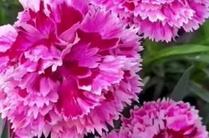 康乃馨开花时间及生长周期（掌握康乃馨生长规律，打造美丽庭院）