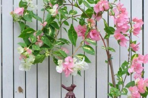 三角梅冬天移栽指南（季节、方法、步骤详解，让你的三角梅顺利安家）