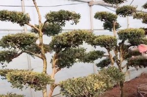 黄杨树修剪方法（打造优美造型的技巧和注意事项）