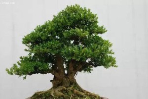 黄杨的生长环境和特点（探寻黄杨之美）
