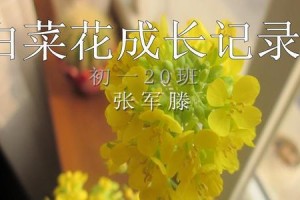 白菜花的养殖技巧与成长过程（从种植到收获，了解白菜花的养护关键）