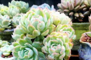 冰梅冬季养殖的关键要点（打造花农的丰收季节）
