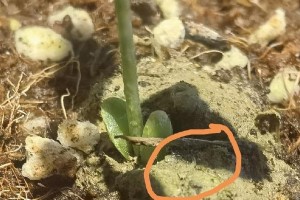 从橘子的籽开始，种植丰盛的果实（如何用橘子的籽种出香甜的橘子？种植技巧和经验分享）