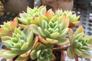 三色堇养护指南（种植、浇水、施肥、病虫防治，让你的三色堇绽放出美丽的花朵）