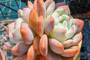 夏天多肉植物养护指南（打造多肉植物的夏日乐园，）