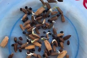 鸭脚木摘心打顶时间与方法剖析（掌握鸭脚木打顶的技巧，让植株茁壮成长）