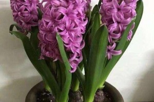 风信子花期及生长全攻略（探秘风信子花期的奥秘）