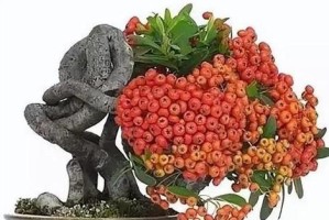 火棘老桩养殖与养护指南（打造高品质的火棘老桩养殖基地，）