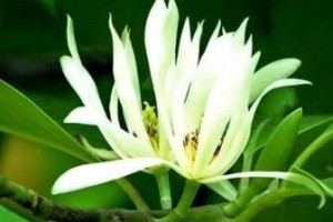 白兰花繁殖全攻略（方法、注意事项、）