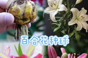 解读橙色百合花的寓意与象征（探究橙色百合花的文化内涵和花语）