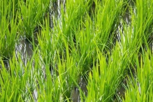稻——重要的粮食作物（探究稻的种类、特点、种植和利用）