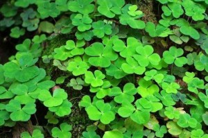 四叶草种子的发芽过程（解析四叶草种子发芽的关键）