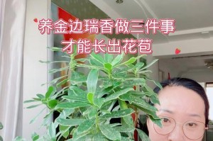 金边瑞香怎么养长的快？（打造繁盛的金边瑞香花园的关键）