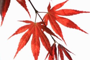 红枫叶子发蔫的原因及补救方法（如何让红枫叶子恢复生机）