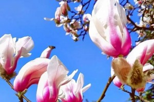 玉兰树为什么在冬天会掉叶子？（揭秘玉兰树的掉叶现象，探究其成因和影响）