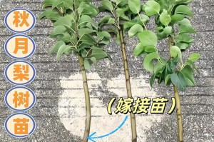 梨树嫁接的时间和方法（掌握正确的嫁接技巧，让梨树旺盛生长）
