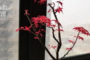 红枫叶子干枯，如何救治（掌握方法，让红枫重新振作）